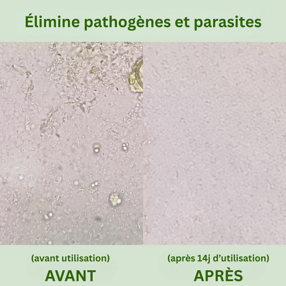 OregaPlus - Booste votre digestion, énergie et bien être
